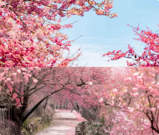 6個適合3月、4月賞花踏青旅游的旅行地推薦