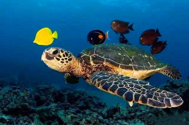 指紋年卡一站式海洋親子樂園
