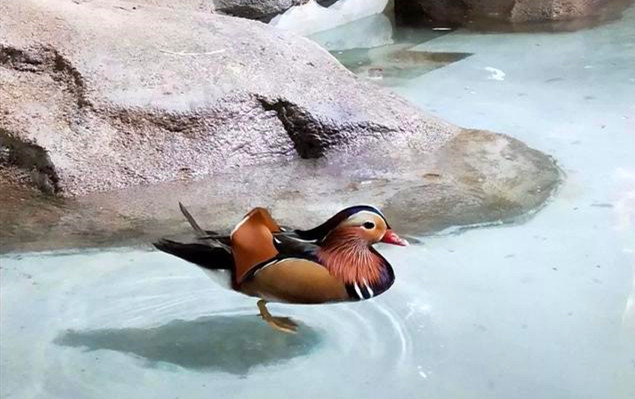 室內(nèi)迷你動物園選用票務(wù)系統(tǒng)